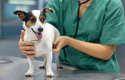 dog-exam-parkway-veterinary-emergency-clinic dog-exam-parkway-veterinary-emergency-clinic
