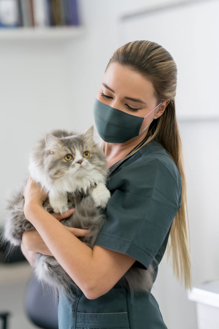 emergency vet holding cat