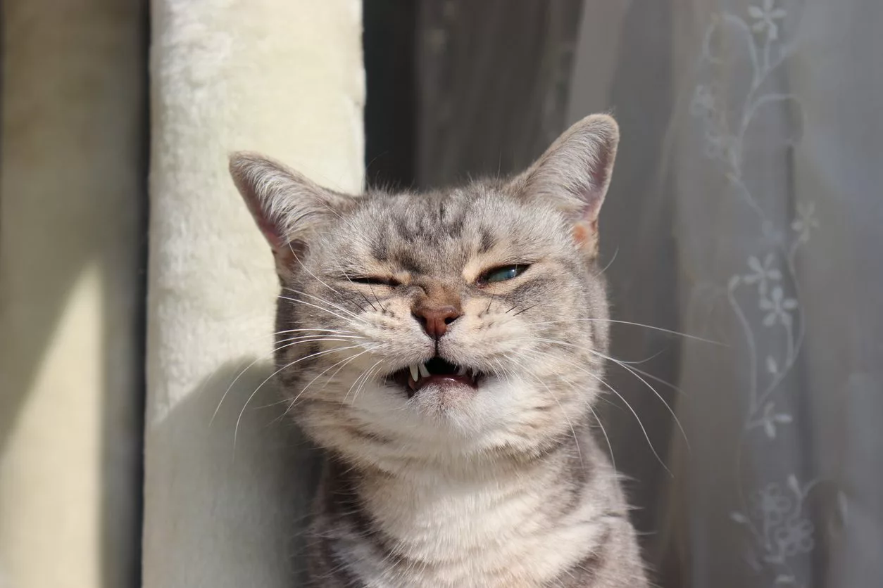 Angry Cat Sound Effect ~ Animals Sound In HQ