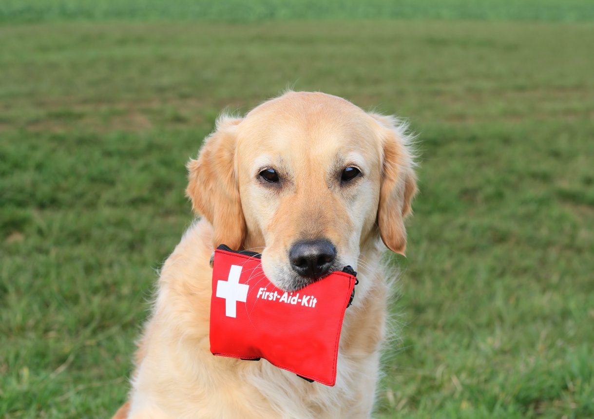 pet first aid kit in lakeland, fl