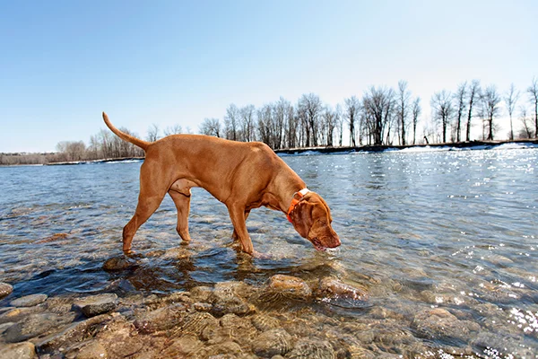 Giardia in dogs