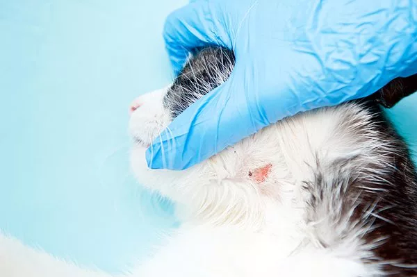 how contagious is ringworm from dog to human