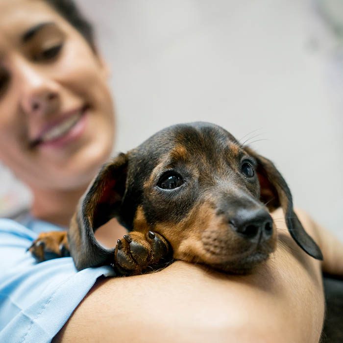 Portrait of a beautiful baby dachshund and vet holding him at the clinic while she is smiling