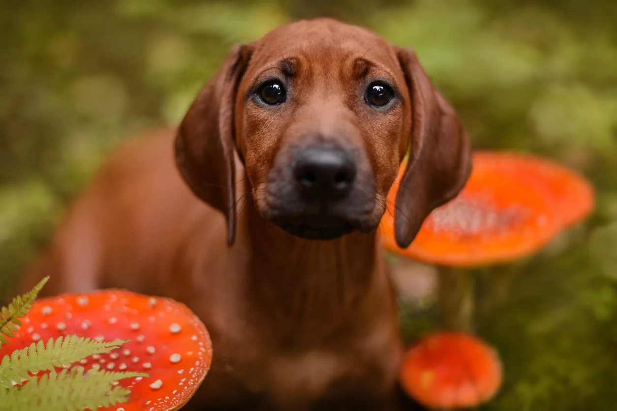 Dog poisonous plants