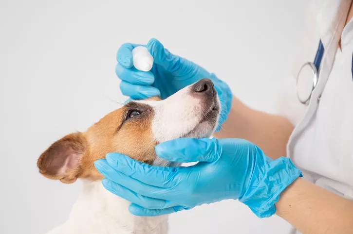 eye infections in dogs lakeland fl