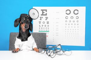 how to treat eye infections in dogs