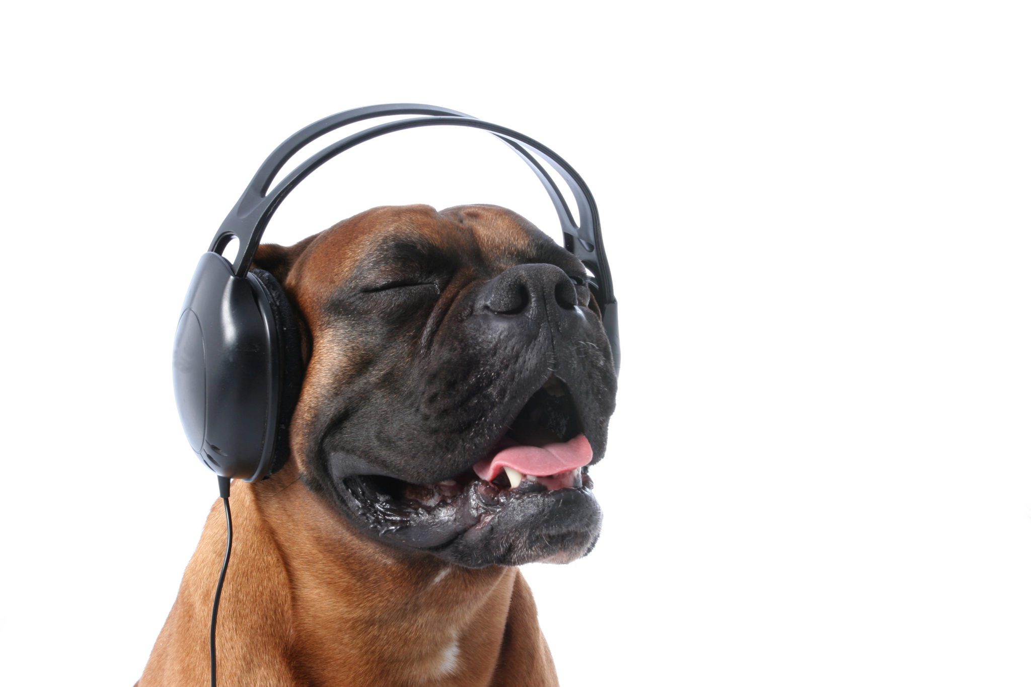 does music help with dog anxiety lakeland fl