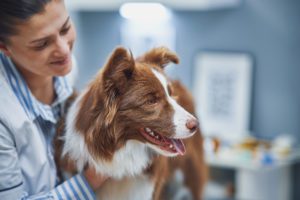 how to treat dog anxiety lakeland fl