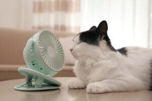 cat overheating breathing labored 