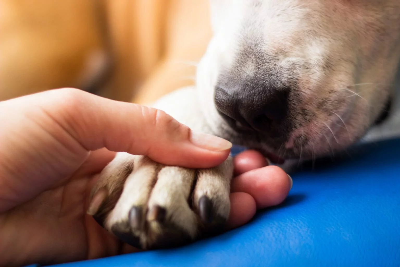 Should My Dog See a Vet if Their Nail is Bleeding? Parkway Veterinary