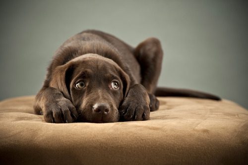 chocolate-lab-puppy-laying-on-ottoman