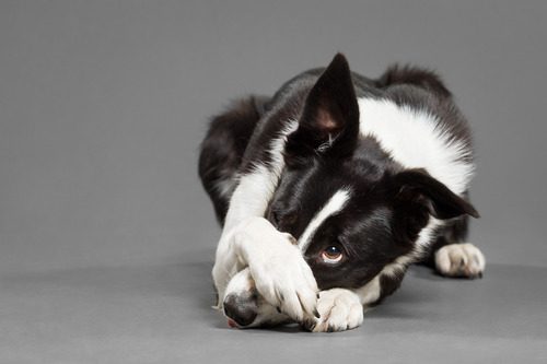 border-collie-dog-covering-her-nose-with-her-paw