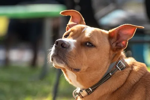 dog-laying-out-in-the-sun