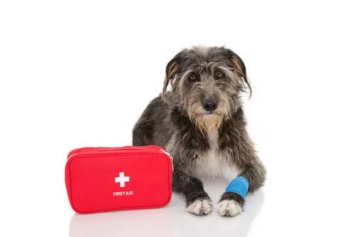 sheepdog-puppy-laying-down-next-to-red-first-aid-bag-and-blue-bandage-around-its-front-left-paw