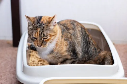 cat-sitting-in-litterbox