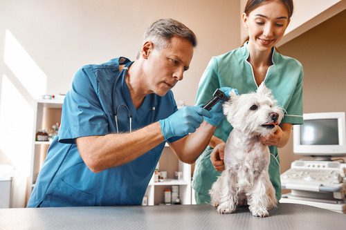 male-vet-examining-small-white-dog's-ear-while-female-vet-holds-the-dog