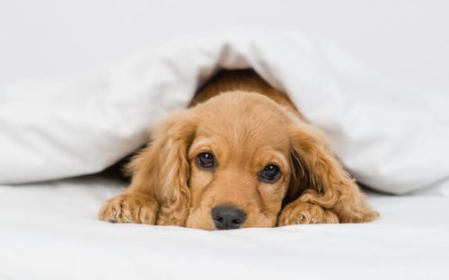 cocker-spaniel-dog-laying-under-blankets-on-bed