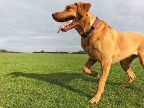 dog-limping-in-grass-field