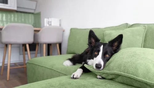 border-collie-laying-on-green-couch-at-home