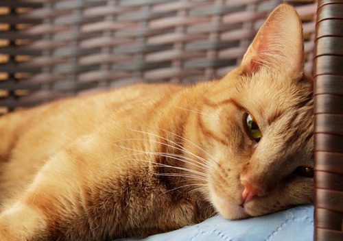 lethargic-orange-cat-laying-on-floor