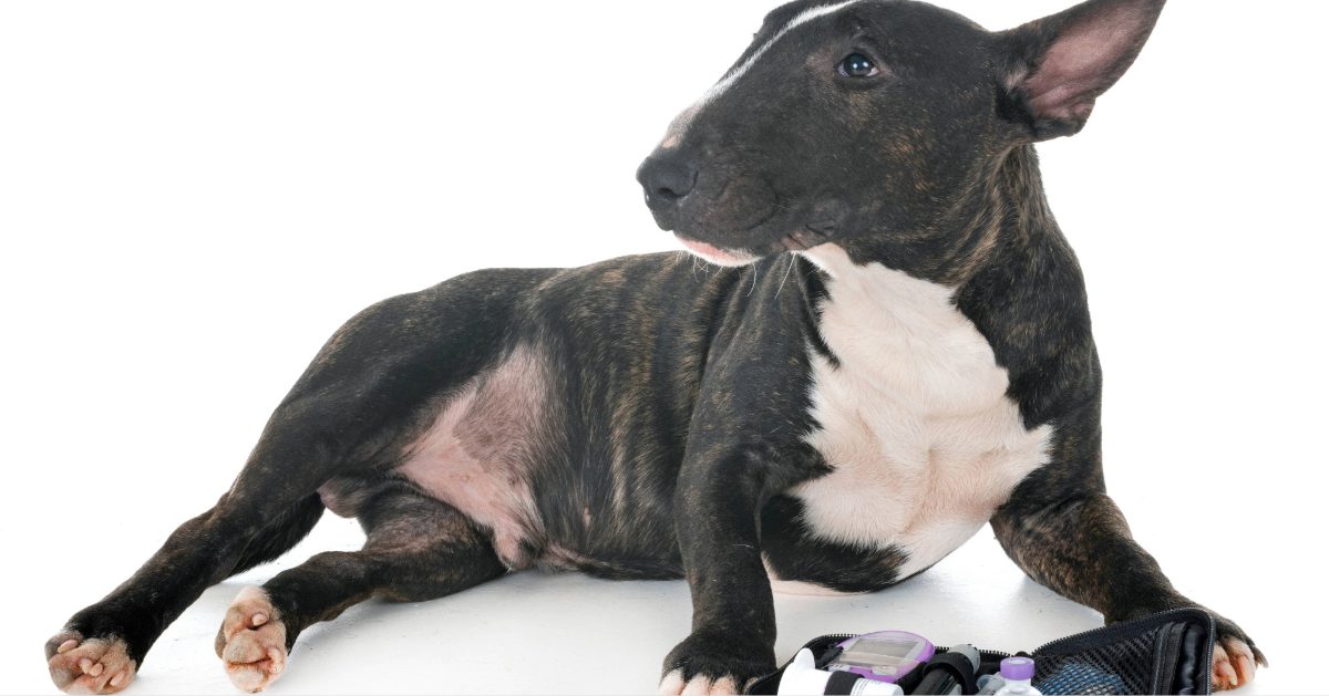 bull terrier laying down next to kit with glucometer and insulin