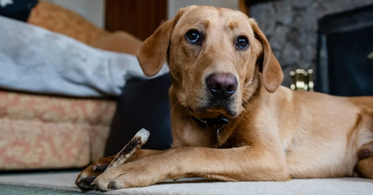 Labrador chewing on antler