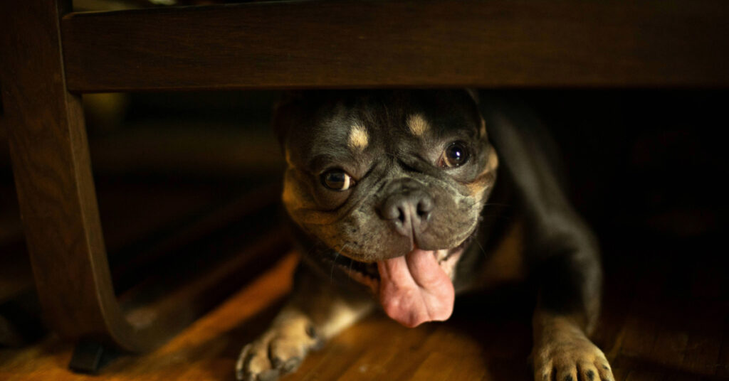 Photo inspiration: Visual Reference: My Dog Is Panting And Shaking Causes And What To