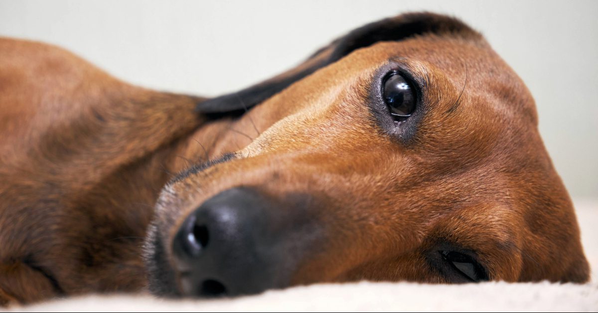 close up of sad brown dachshund laying on side