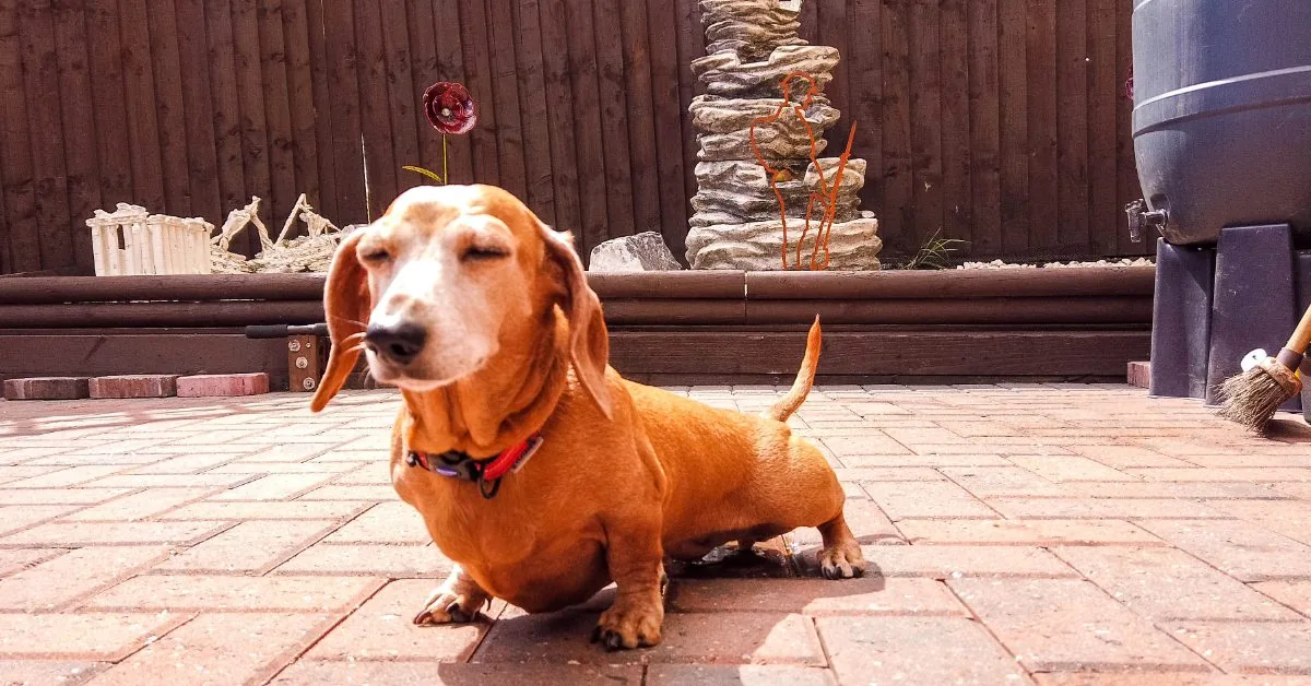 red dachshund dog peeing