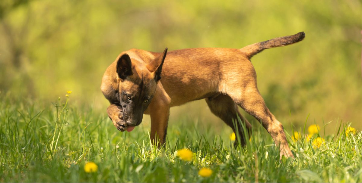 Belgian malinois puppy licking paw in green field with dandelions