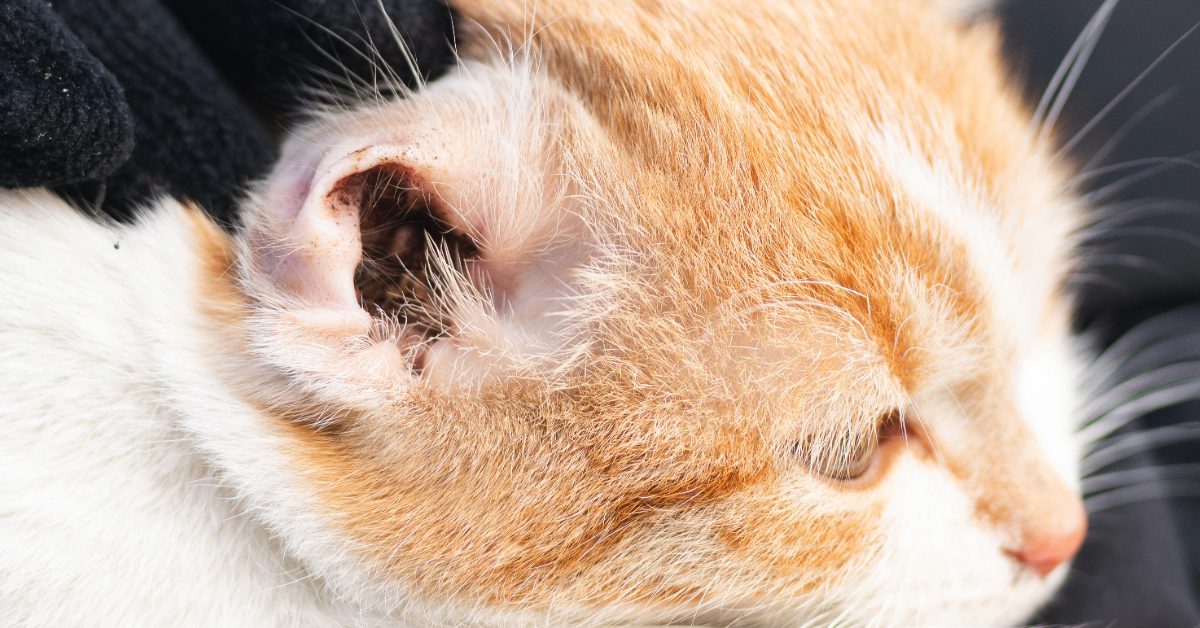 close up of a cat's ear that is filled with dark brown debris from ear mites