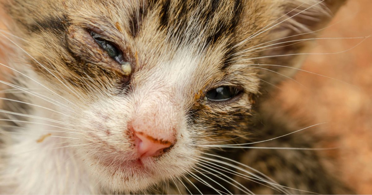 sick kitten with eye discharge