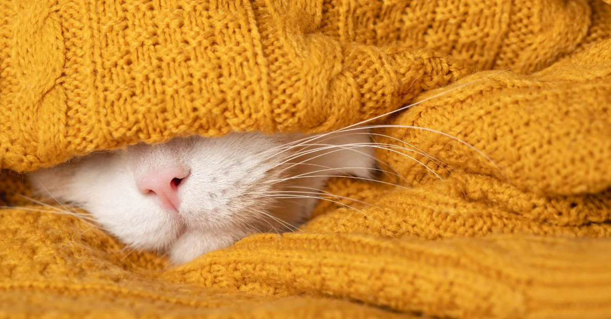 cold white cat with pink nose peeking out from blanket