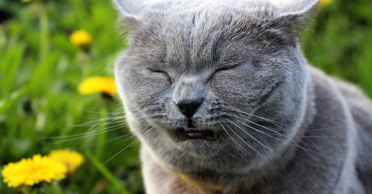 blue shorthaired cat sneezing outside in a field of dandelions
