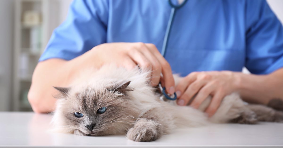 vet examining cat at emergency vet clinic