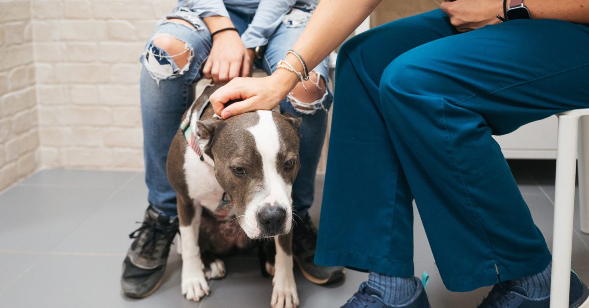 female vet petting dog as it sits between female owner's legs in the waiting room at emergency vet